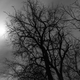 Image for article titled 27 Photos Of Barenaked Trees